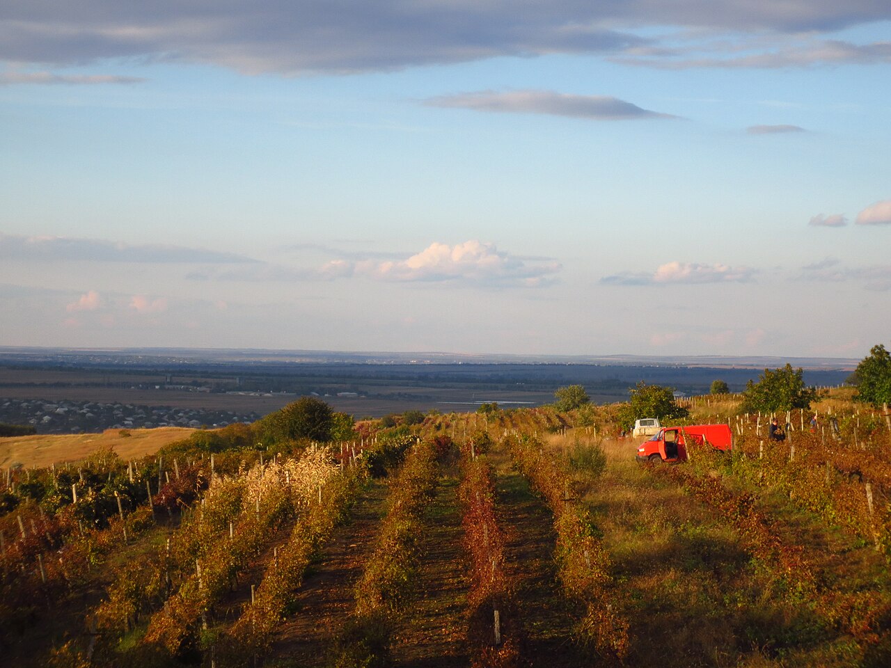 Illustration d’un vignoble près de Bulboaca en Moldavie